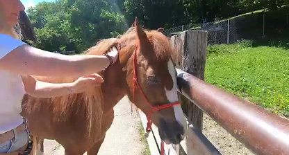 Animal Essential Touch Pferd