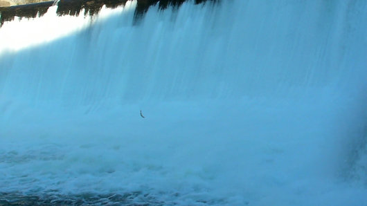 Fish jumping at the base of Enloe Dam