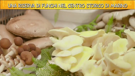 Video Ricette all'italiana Una riserva di funghi nel centro 