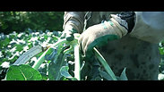 ブロッコリーの収穫　-harvesting broccoli