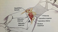 Anatomy of the Movement- 1 Rotation of the femur