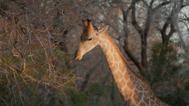 Majete Giraffe Translocation