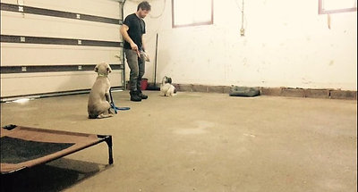 Training two puppies at the same time