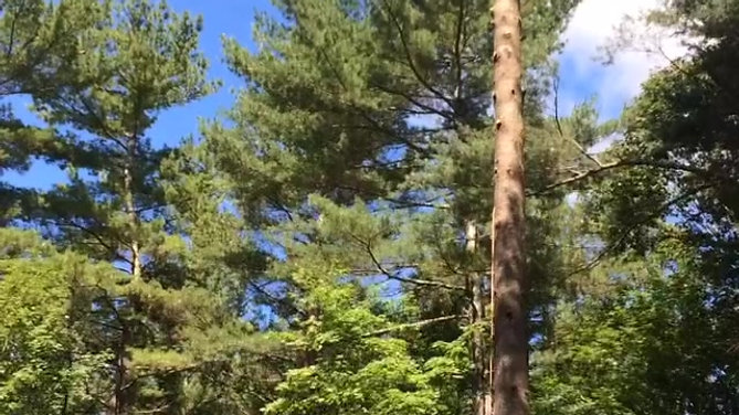 Topping out a big pine!