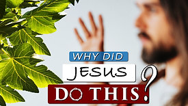 Why did Jesus curse the fig tree??