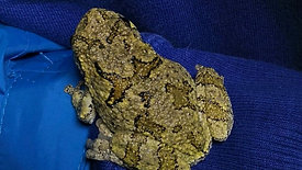 Discovering a population of gray tree frogs in Cambria County