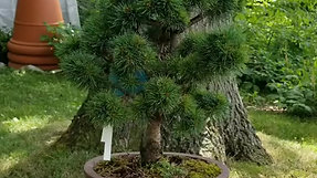 Japanese White Pine (Pinus parviflora)