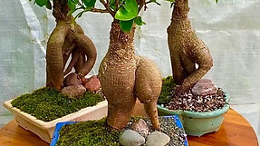 Ginseng Grafted Ficus