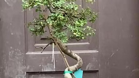Chinese Elm (Ulmus parvifolia)