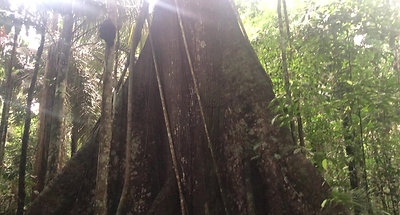 Ceiba Pentrandra (ou Fromager)