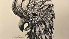 DETAILED PENCIL DRAWING: black cockatoo