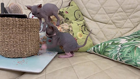 Baby Mice