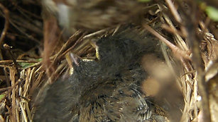 Song Sparrow Chicks (2012)