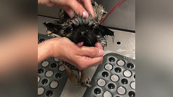 Gracie, the little chihuahua is enjoying her bath time