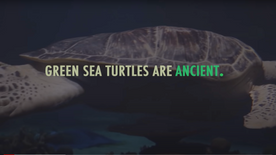 Green Sea Turtles are Ancient