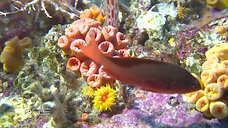 What are Corals