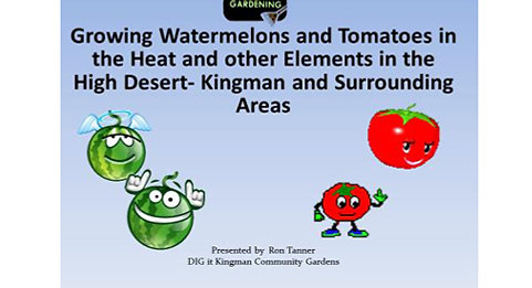 Growing Watermelons and Tomatoes