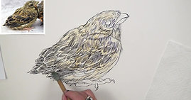 Line and Wash - Part 5 - Baby Sparrow