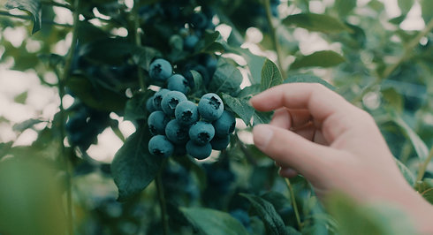 Endless Blueberries 