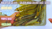 Malaysia Golden Crossback Colour Base Series