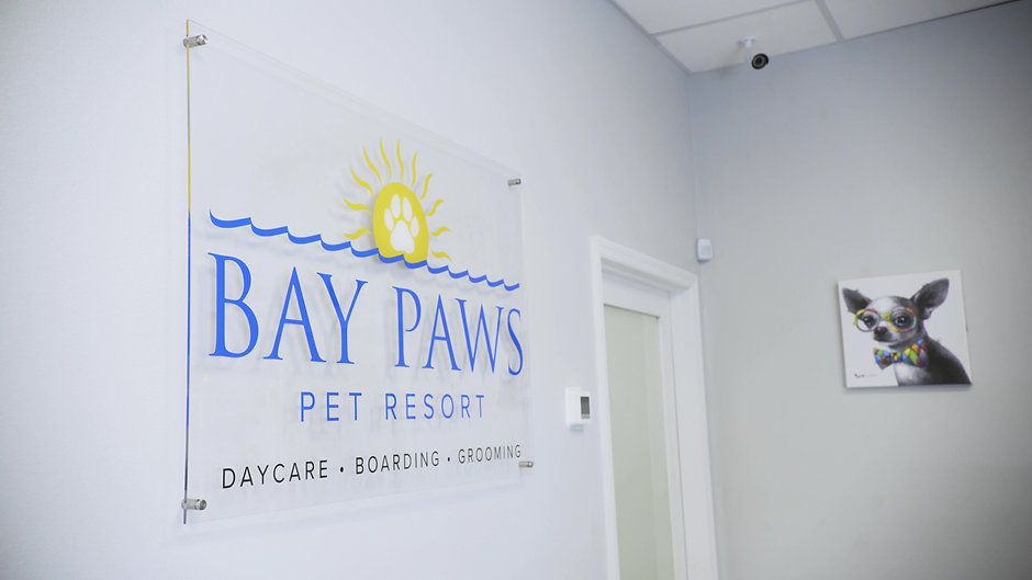 Bay Paws St. Pete/Clearwater Video Tour