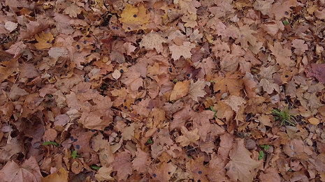 - autumn leaves -