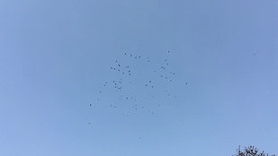 Birds Circle Overhead