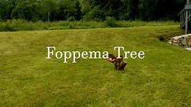 FOPPEMA TREE Teaser