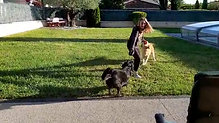 Une jeune femme joue avec 2 gros chiens | éducation  positive du chien | Connexion canine lyon