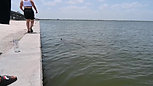 Dolphin Watching in Florida - SD 480p