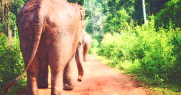 Elephant-Jungle-Paradise-Park