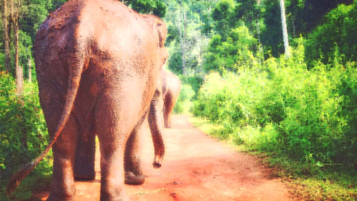 Elephant-Jungle-Paradise-Park