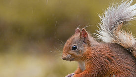 A Squirrel's Life - Scottish Nature Video Award 2019