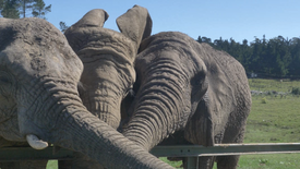 MarGreen - Elephants