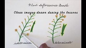 Sample Elementary Botany Lessons