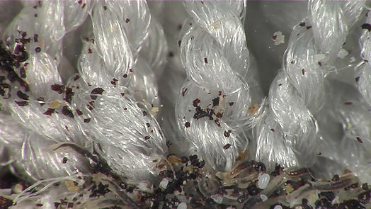 Flea Larvae And Eggs in Your Carpet
