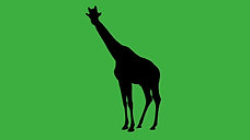 GreenScreen Giraffe Silhouette