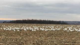 Field of Geese