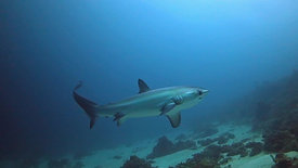 Thresher Sharks and more!