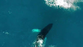 Whales in the Sea of Cortez