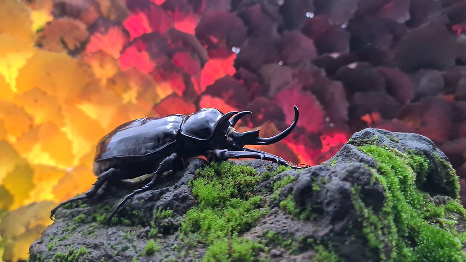 The most beautiful beetles in the world.