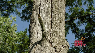 What's destroying so many Ash Trees?