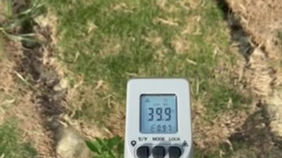 戶外草地吸熱實測：溫度來到39-40度！