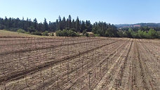 Vineyard Installation & Irrigation Install