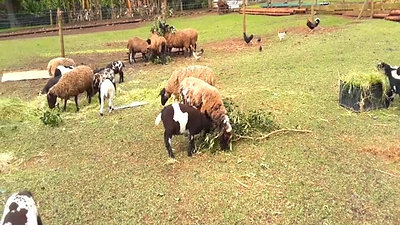 Farm Lodge Sheep