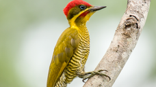 Taxonomy of woodpeckers