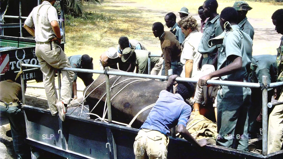 Rhino Rescue & How to Move a Rhino (The Lord's Tusks)