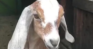 BNG video - Goat eats Berries