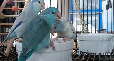 Pacific Parrotlets - Blue Series