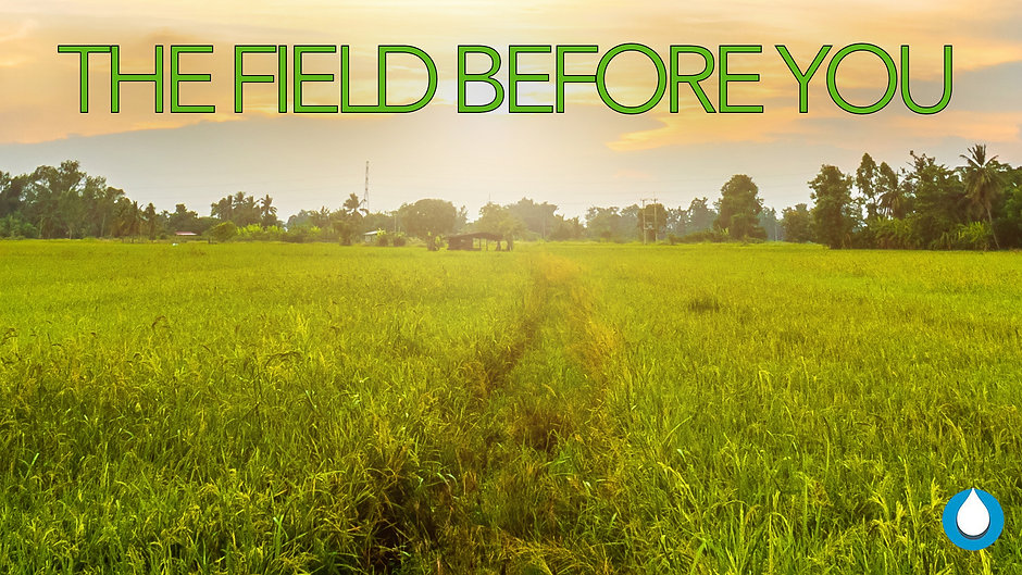THE FIELD BEFORE YOU